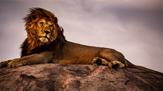 Image of a lion lounging on a rock with a stormy background. 